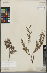 Foto von Salix repens L.